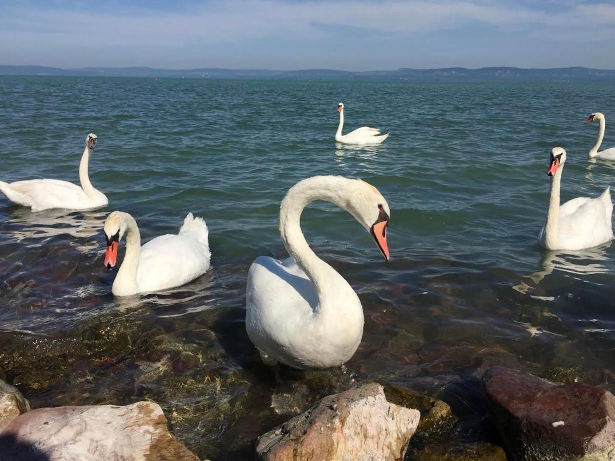 Zawia Apartman Lägenhet Balatonföldvár Exteriör bild