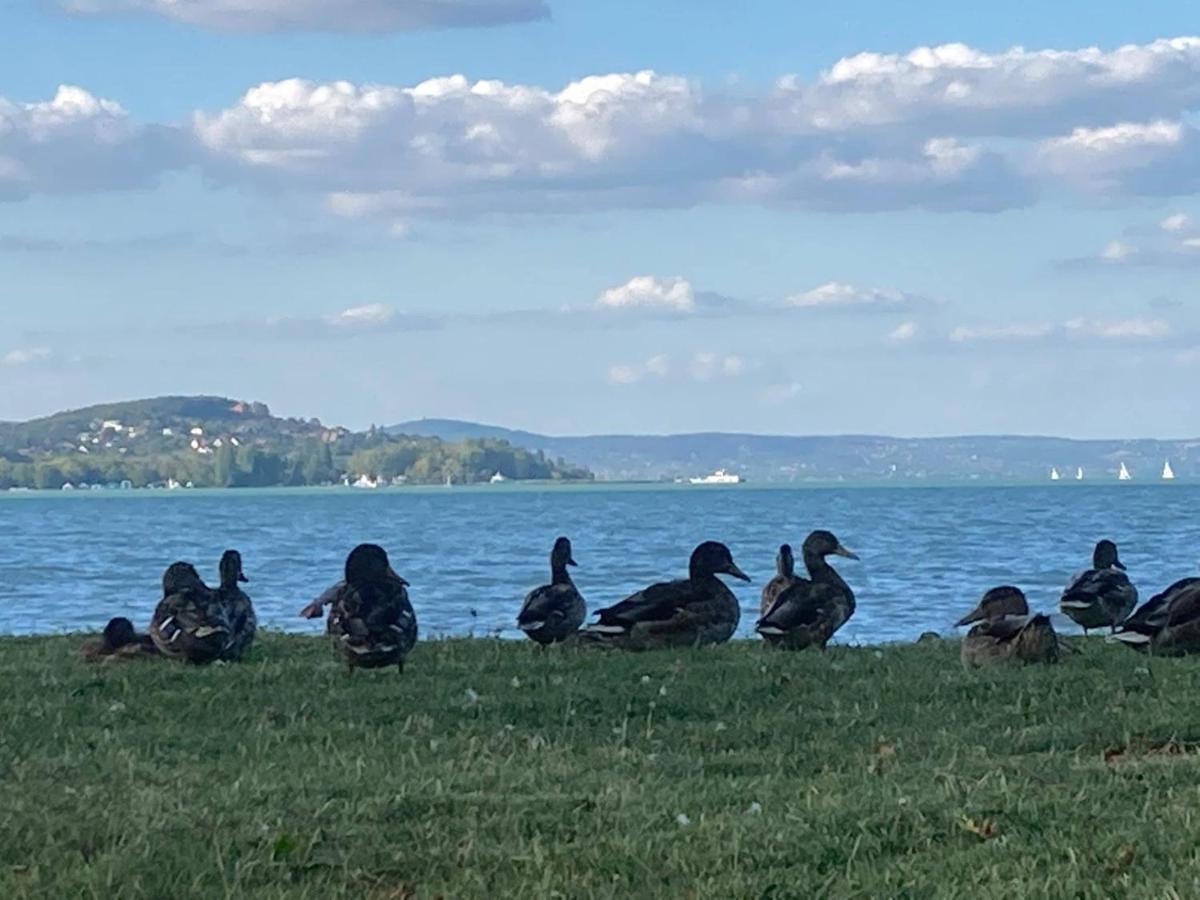 Zawia Apartman Lägenhet Balatonföldvár Exteriör bild